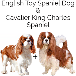 English King Spaniel Dog